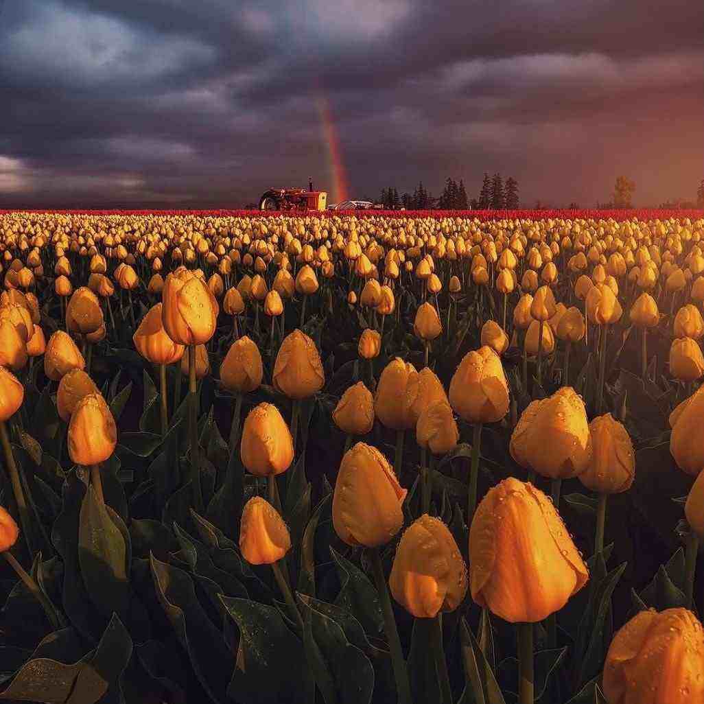 آهنگ جدید  عربی علی ولی الله علی اسدالله